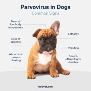 parvovirus common signs in dogs