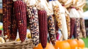 pet proof your fall decorations