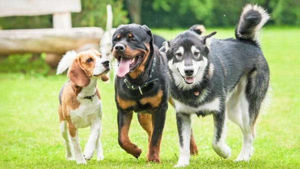 protecting your puppy from canine parvovirus