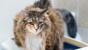 risk factors for arthritis in pets