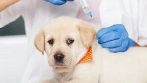 vaccinating your puppy parvovirus vaccine