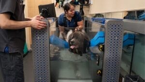 water treadmill rehabilitation treatment options for pets