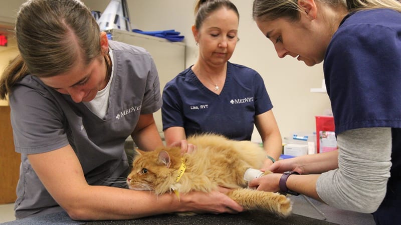 Bloodwork-Radioactive-Iodine-Therapy-Feline-Hyperthyroidism