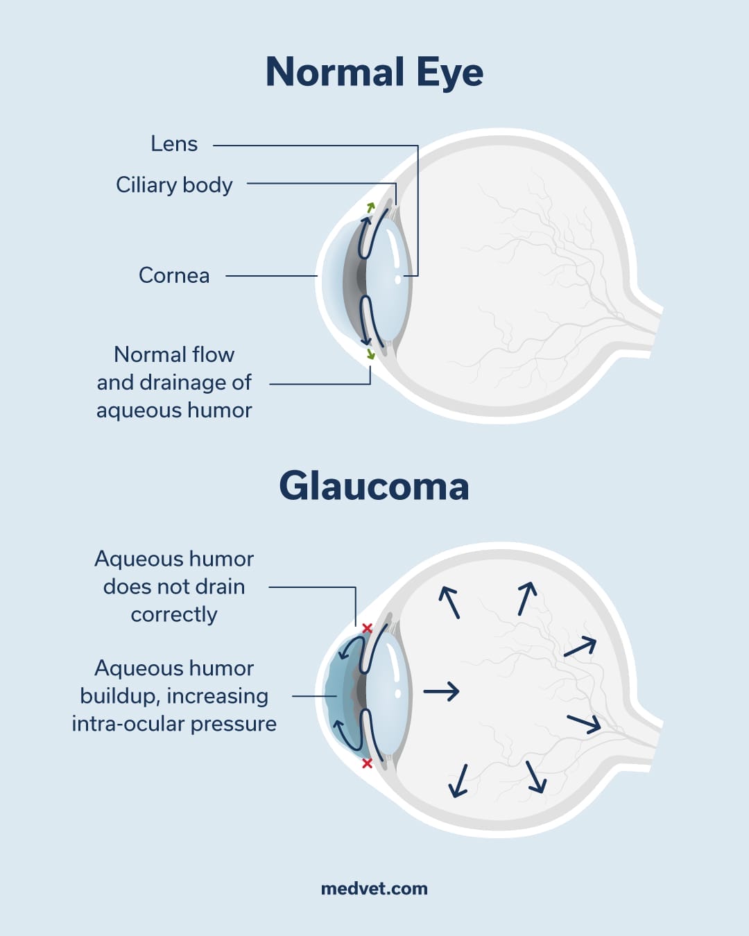 Glaucoma-in-pets-diagram