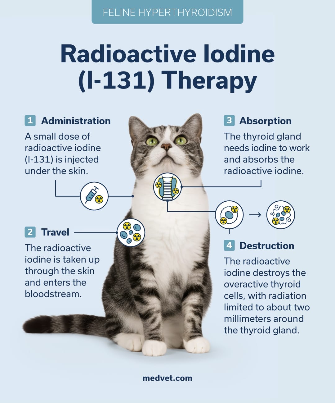 Process-Radioactive-Iodine-Therapy-Feline-Hyperthyroidism