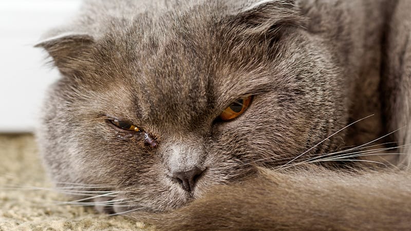 Signs-of-Glaucoma-in-Pets