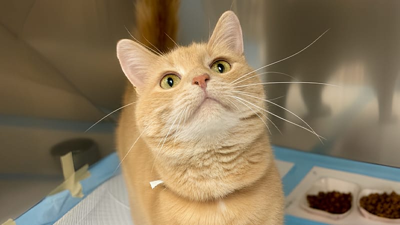 cat-hospitalized-radioactive-iodine-(I-131)-treatment