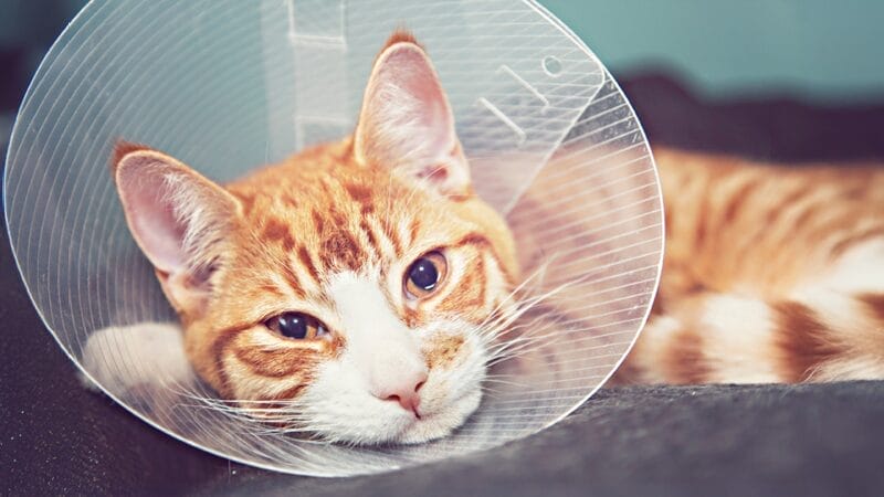 cataract-surgery-post-operative-care-for-pet