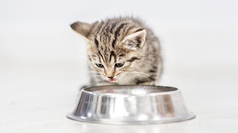 feeding-your-kitten-for-optimal-health