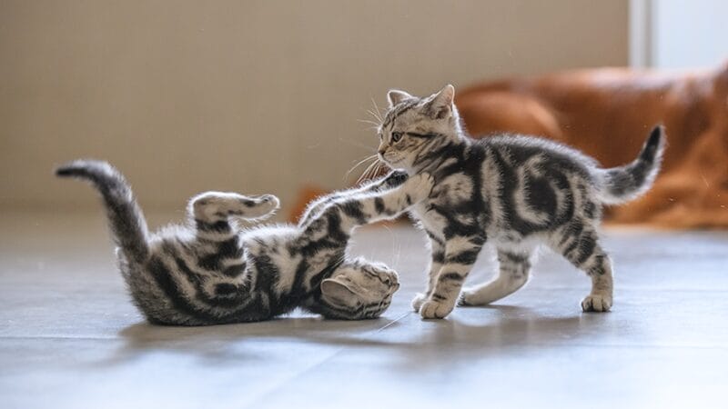 kitten-behavior-and-training-tips