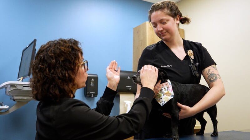 medvet-columbus-veterinarian-eye-examination-for-dog-patient-with-cataracts