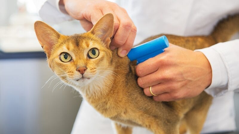 microchipping-your-pet-id-how-it-works-veterinarian