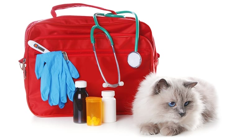 pet first aid kit