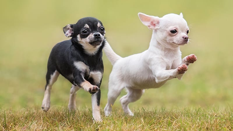 puppies-socializing-and-exercising