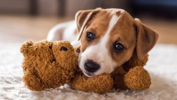 Puppy Care 101