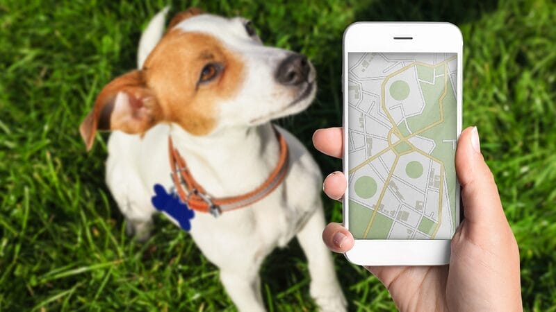 smart-id-tag-track-your-pet-smartphone-location