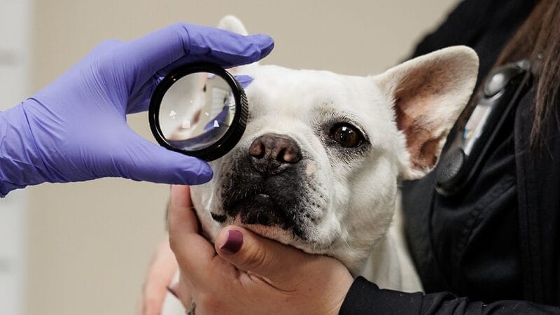 tests-performed-during-your-pets-eye-exam