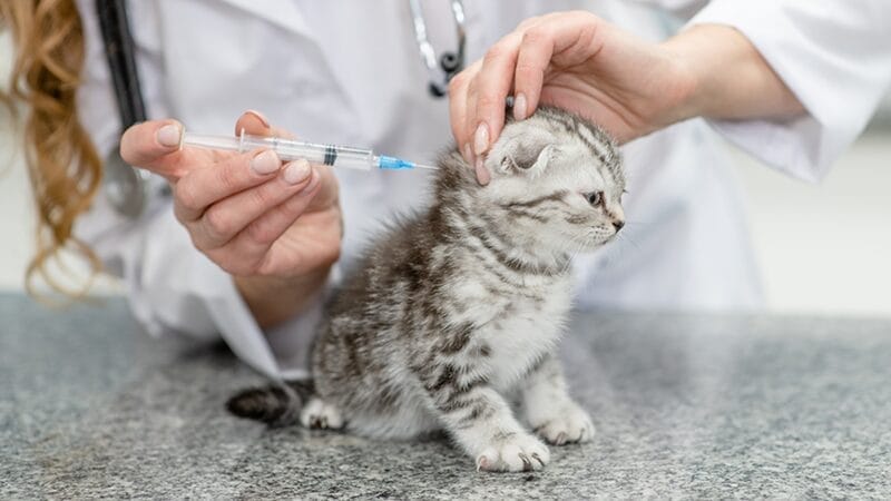vaccines-for-your-kitten-health-care
