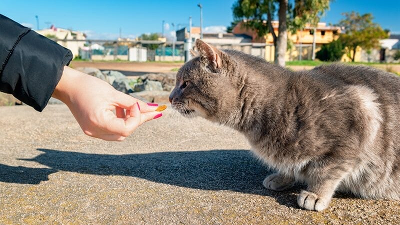 calmly-approach-your-lost-pet-and-use-familar-phrases-and-treats