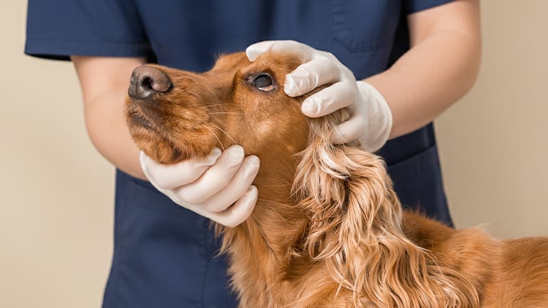 causes-of-dry-eye-in-pets