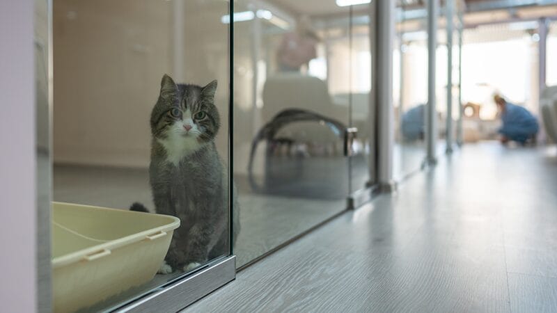 contact-local-pet-shelters-and-veterinary-offices