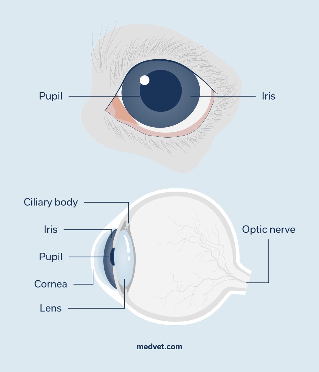 dog-eye-anatomy