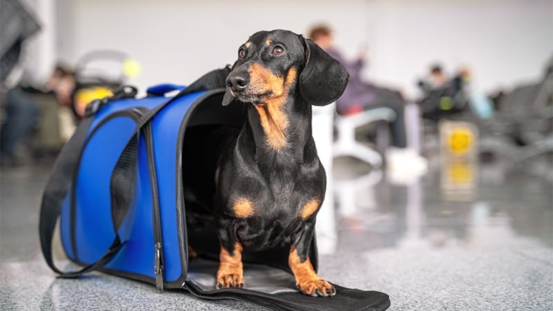 dog-in-cabin-carrier-in-airport