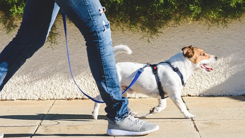 dog-walking-on-sidewalk