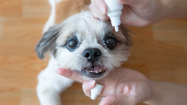 dry-eye-in-dogs-and-cats