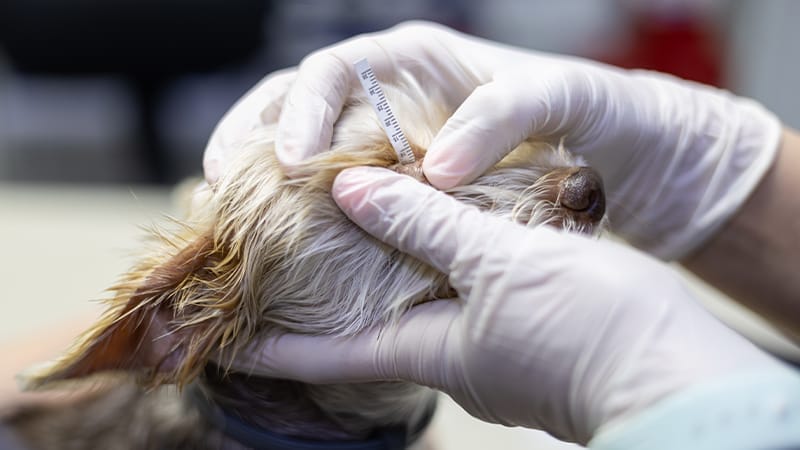 dry-eye-in-pets-schirmer-tear-test