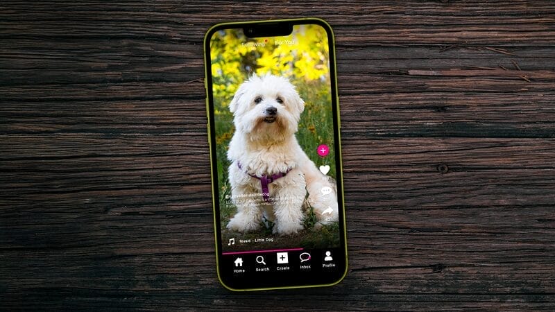 post-your-lost-pet-on-social-media-platforms-and-community-apps