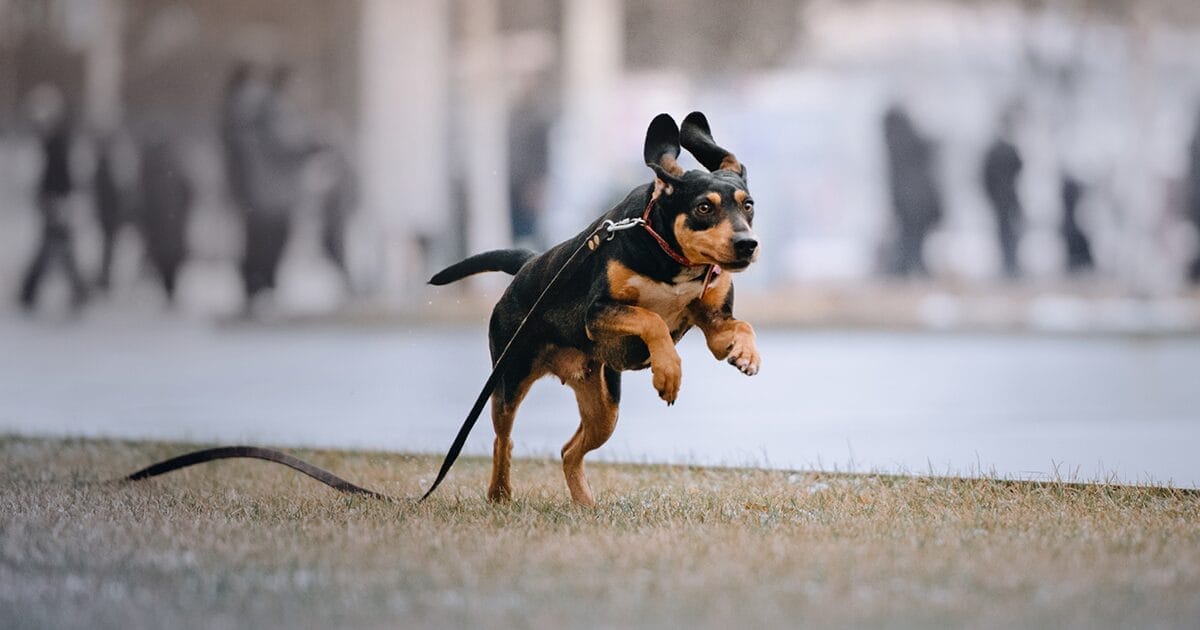 ten-tips-for-finding-a-lost-dog-or-cat-pet