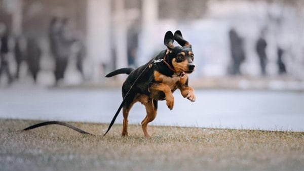 ten-tips-for-finding-a-lost-dog-or-cat-pet