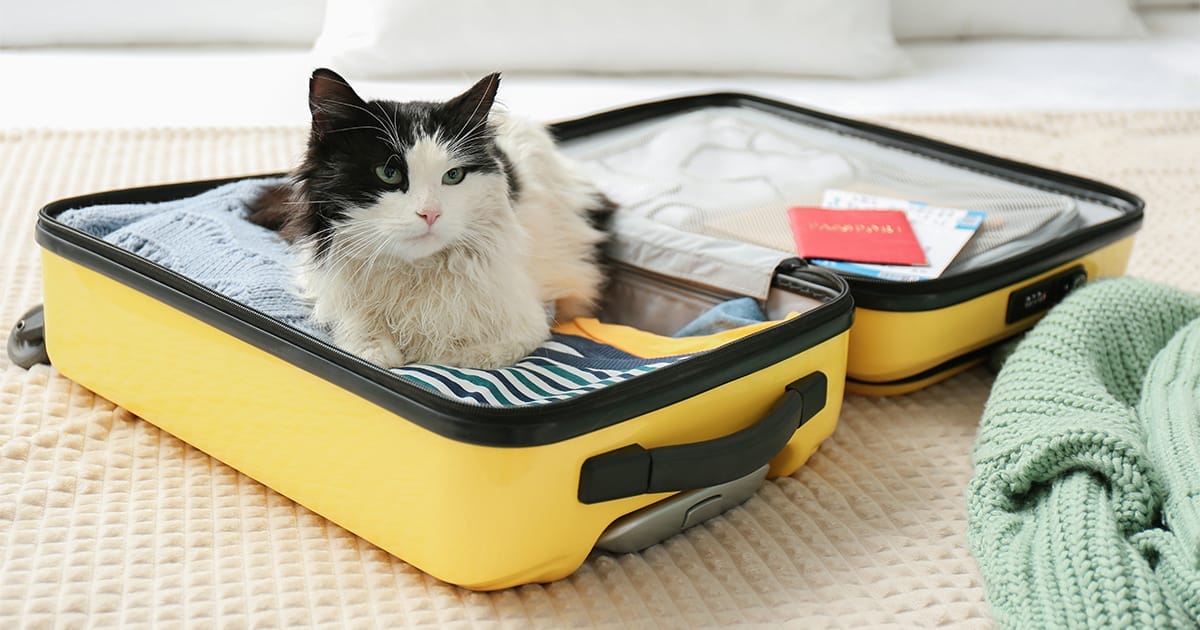 tips-for-traveling-with-pets