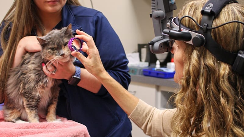 treatment-options-for-dry-eye-in-pets