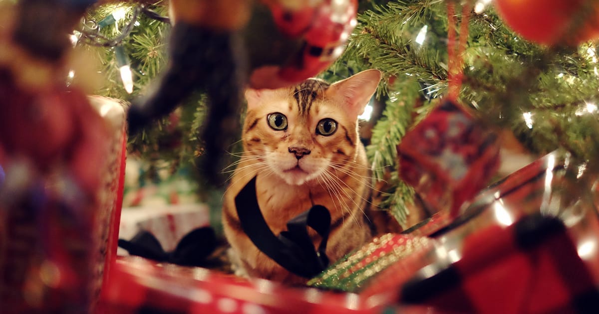 holiday-hazards-pets