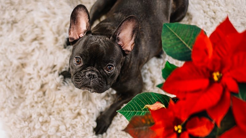 holiday-plants-toxic-to-pets