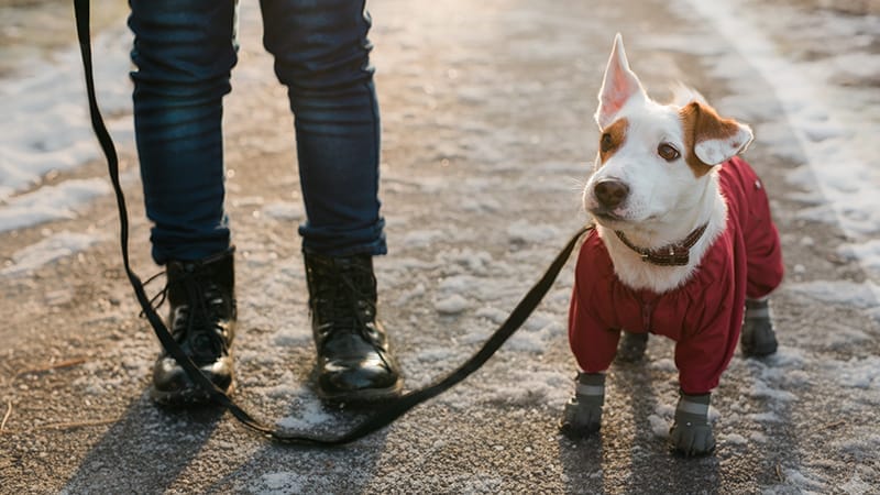 pet-cold-weather-safety