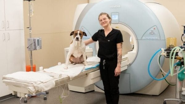 MRI-for-dogs-and-cats-uses-safety-and-what-to-expect