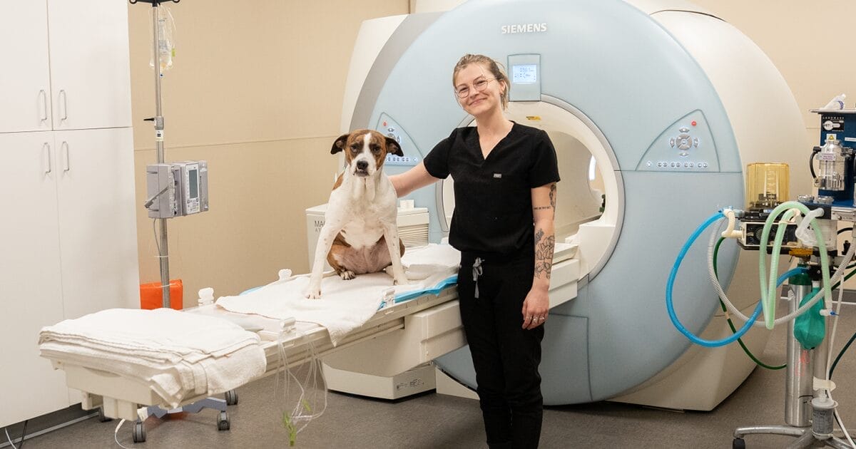 MRI-for-dogs-and-cats-uses-safety-and-what-to-expect