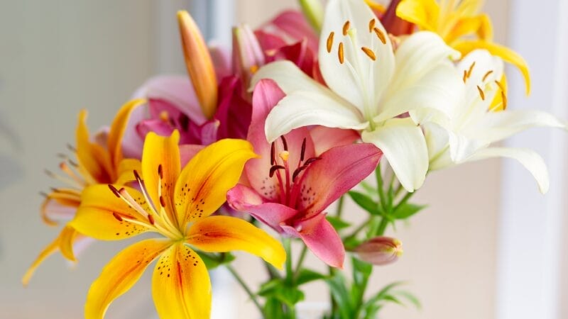 avoid-lilies-the-entire-plant-is-toxic-for-pets