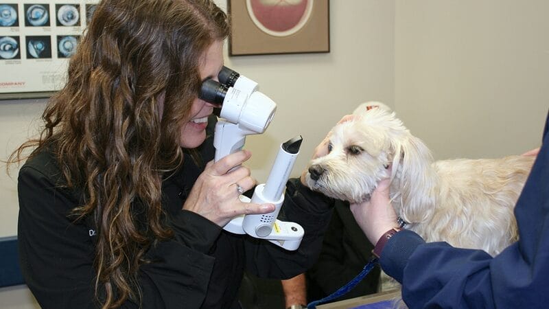 consulting-a-veterinary-ophthalmologist