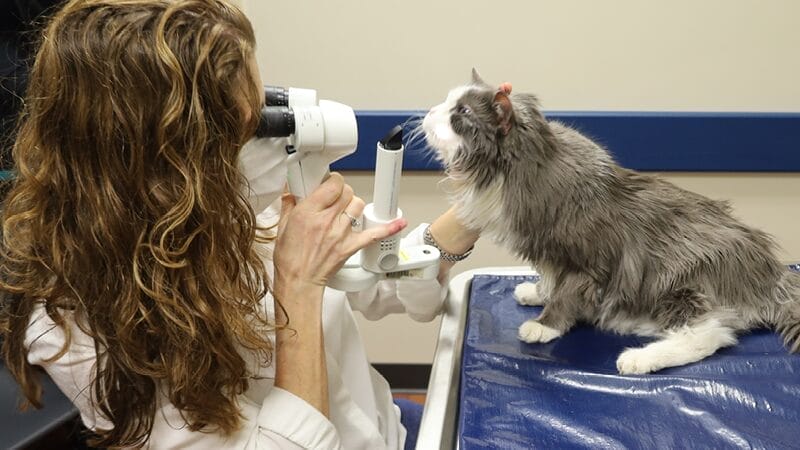 diagnosing-feline-herpes-virus