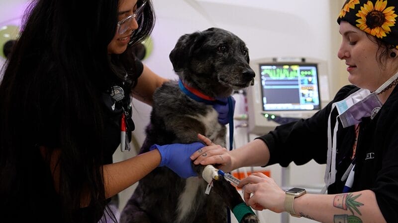 dog-patient-getting-anesthetized-for-scan-process