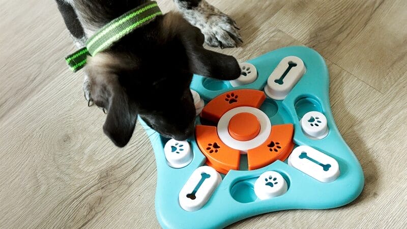 MedVet Blog | Caring for Your Cat or Dog After Surgery