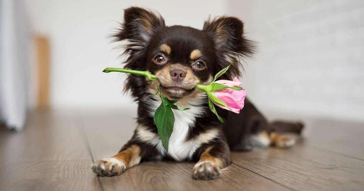 pet-safety-tips-for-valentines-day-to-keep-your-pet-out-of-the-er