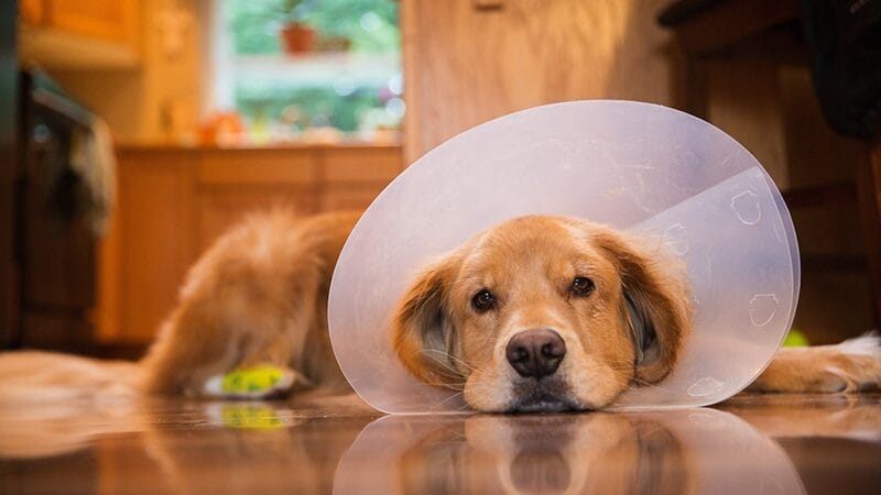 prevent-licking-with-a-cone-collar