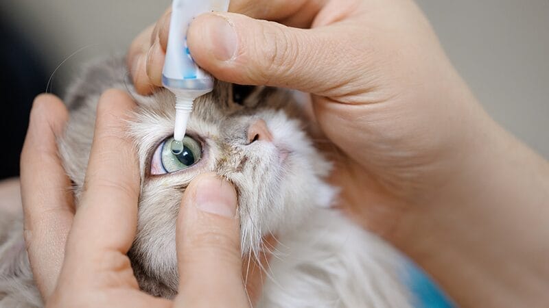 treatment-options-for-feline-herpes-virus