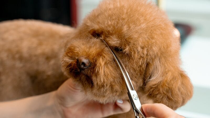 trim-hair-around-eyes-and-nose-for-good-facial-hygiene