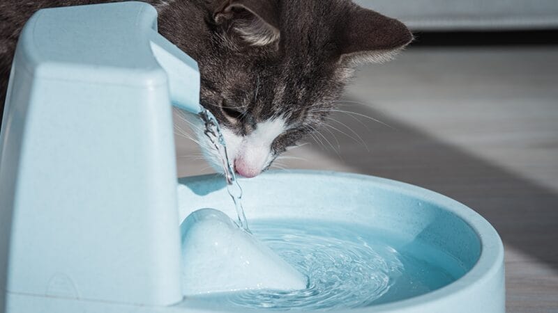 have-pet-drink-more-water-to-help-with-urinary-stones